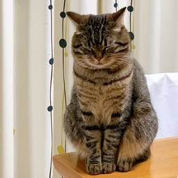 yukichineko