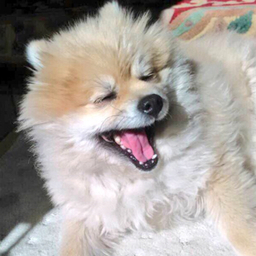 あとり@わんこねこ