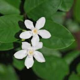 jasmine