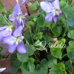Violeta(ヴィオレッタ）