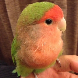 うんたこ