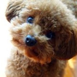 COCOA