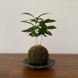 pomeko良品