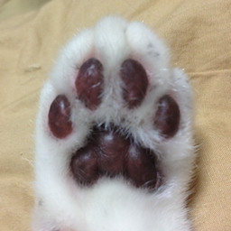 hoshi-neko