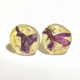 AMASORA