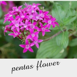 S' PENTAS