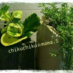chikuchiku☆mama.s