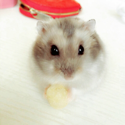 ハムにゃん