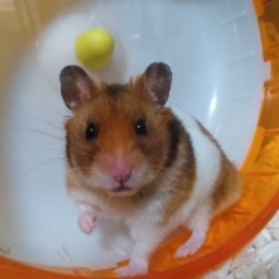 いく
