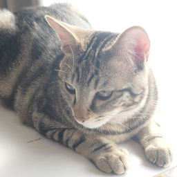 mafuji