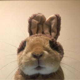やよい
