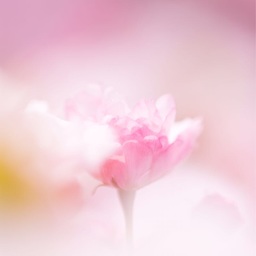 yuki