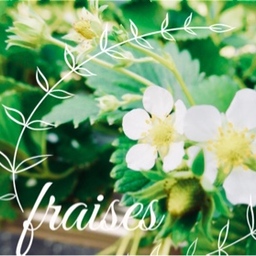 fraisesmade