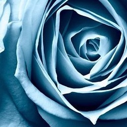 blue rose