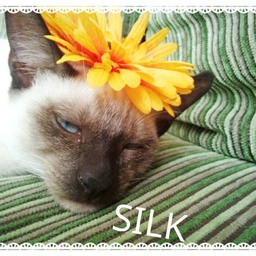 SILK