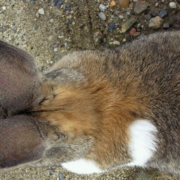 うさぎのさくら