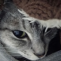 にゃお