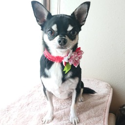 mili★lilo