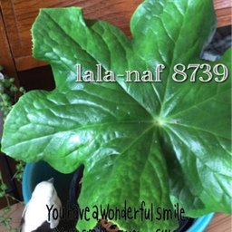 lala-naf8739
