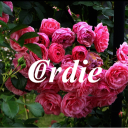 cordie