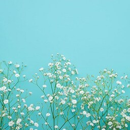 flower-whale