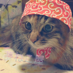 夢ねこ屋  tyaitan