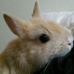 rabbit-leo