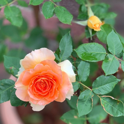 Orange Rose