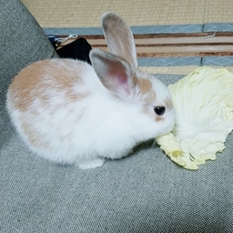 藍