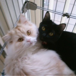 くまゆきちママ