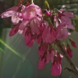 sakura
