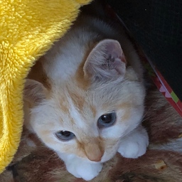 吾輩は猫なのだってばよ！