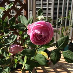 優しいお花屋さん