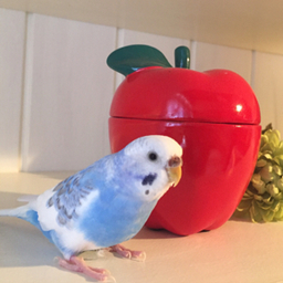 ちゃいるずろーど