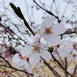 12spring