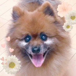 ポメちゃん