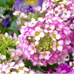 押し花サロン＊スイートアリッサム