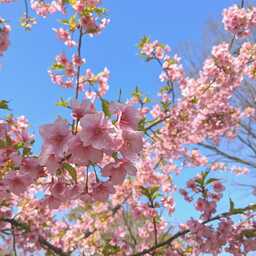 irohanihoheto...7