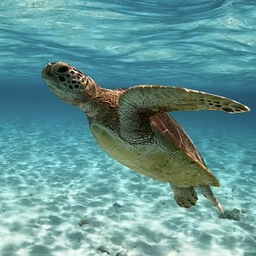 TORTUEMARINE
