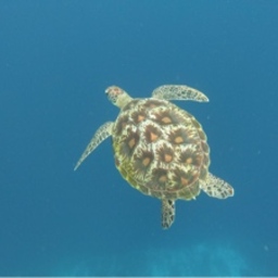 　.ﾟ･*.𓇼amemi𓇼⋆.*･ﾟ　