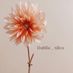 Dahlia_niico