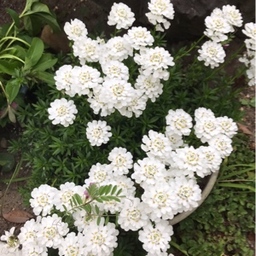 amamitu-tuki