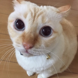 caramel1