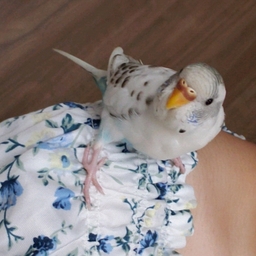 ぴよすけ☆*。