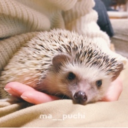 ハリネズミのプチ子さん✳︎