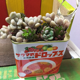 ＊naho＊