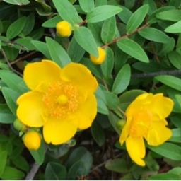 てんとう虫の森