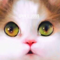 にゃんず