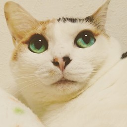 skuga