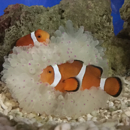 たこもぐら